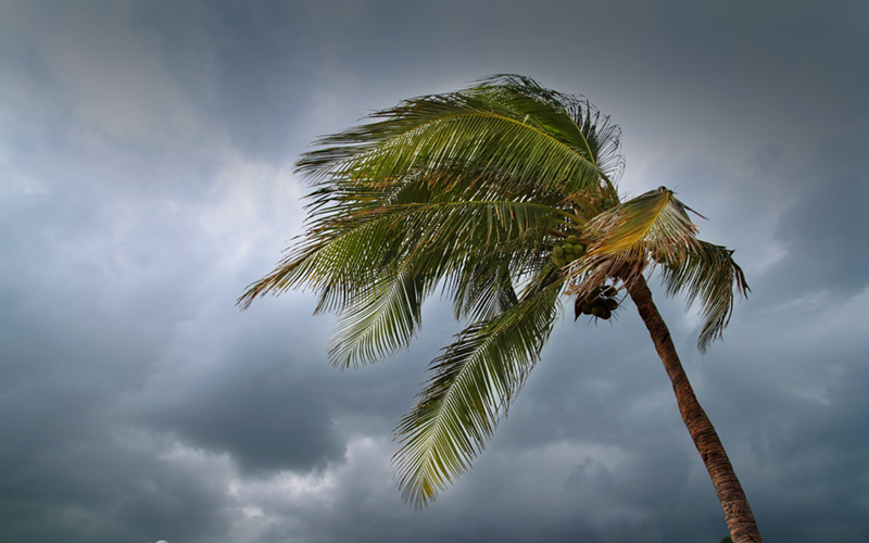 hurricane tropical storm coconut palm tree leaves cloudy gray sky Wind Mitigation Home Inspection Services